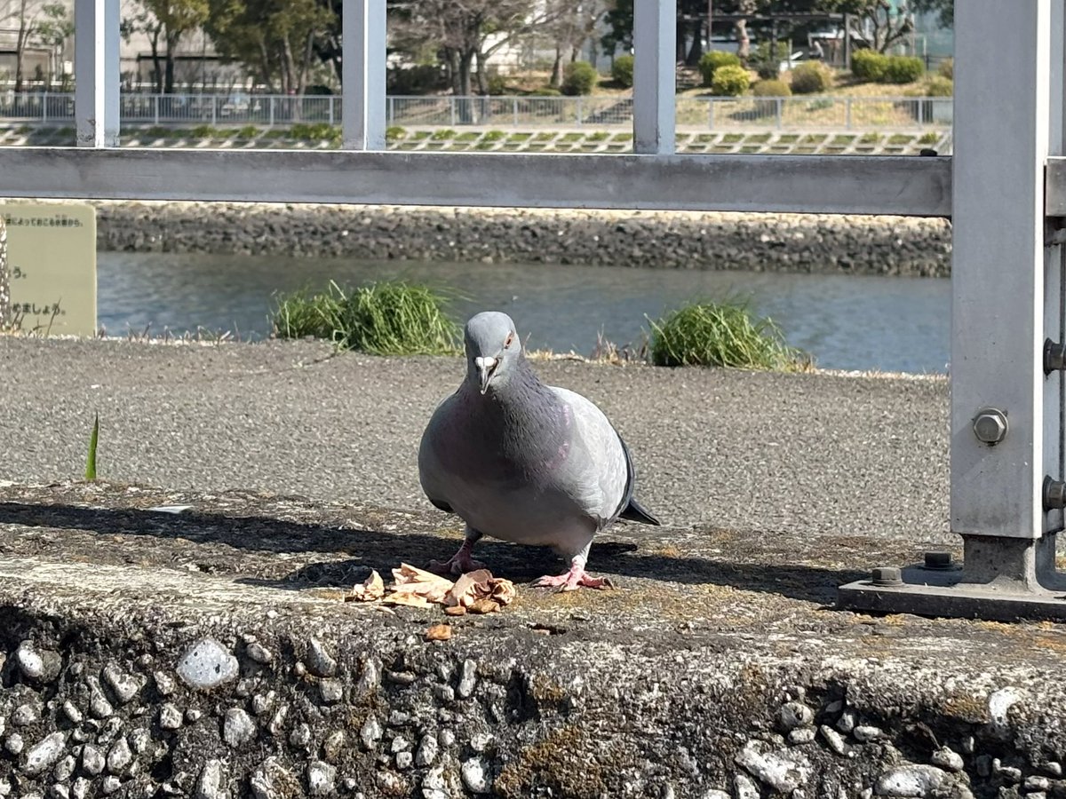 .NUKO（ドットぬこ） tweet media