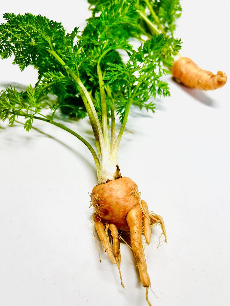 raracocomaro's tweet photo. にんじんの収穫は終わ���たと思ってたけど、間引いたものを違う場所に植えていたものが残っていました。ハリーポッターに出て来るマンドレイクみたいなのが獲れた…
#マンドレイク https://t.co/6gc0ywdfRi