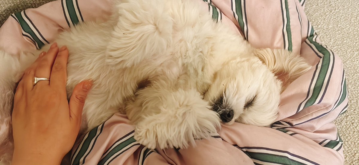 おこめ tweet media