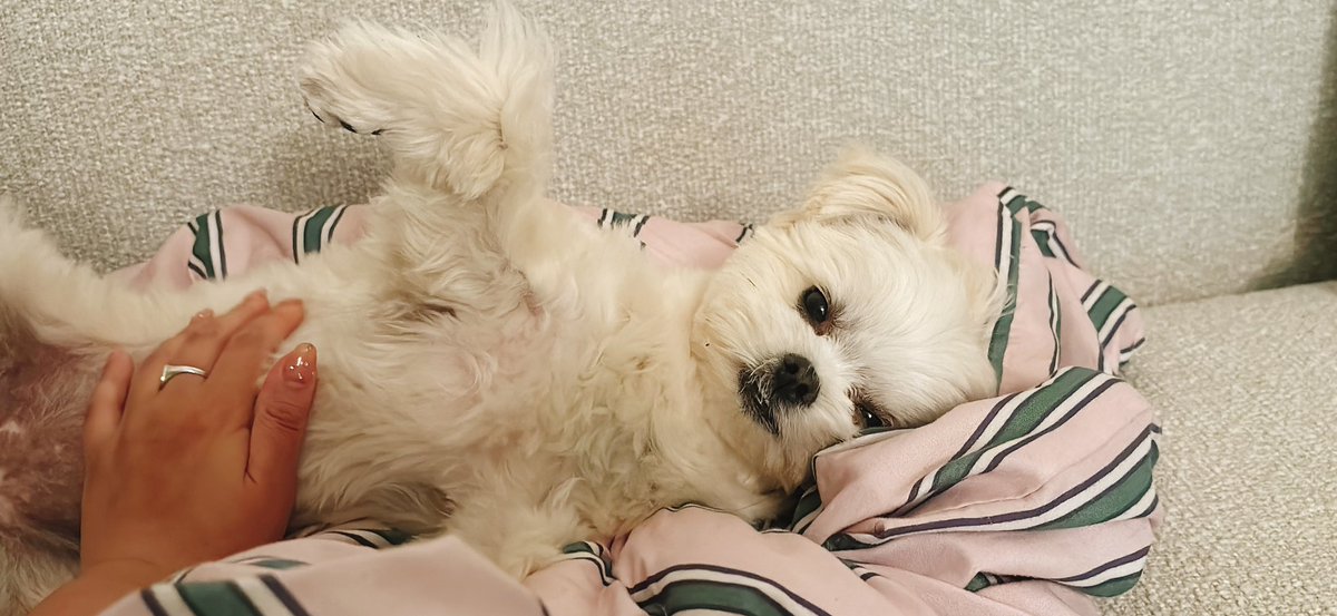 おこめ tweet media