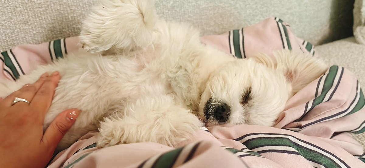 おこめ tweet media