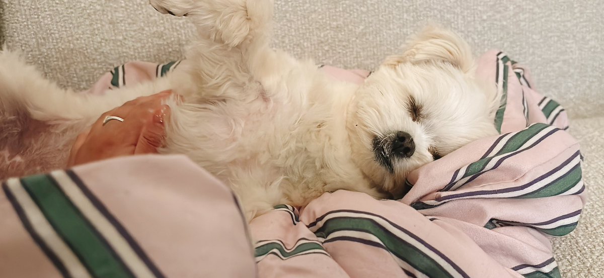 おこめ tweet media