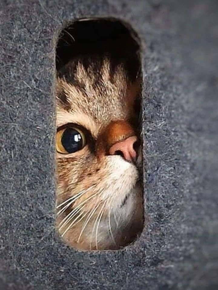 CuteKittensX tweet media