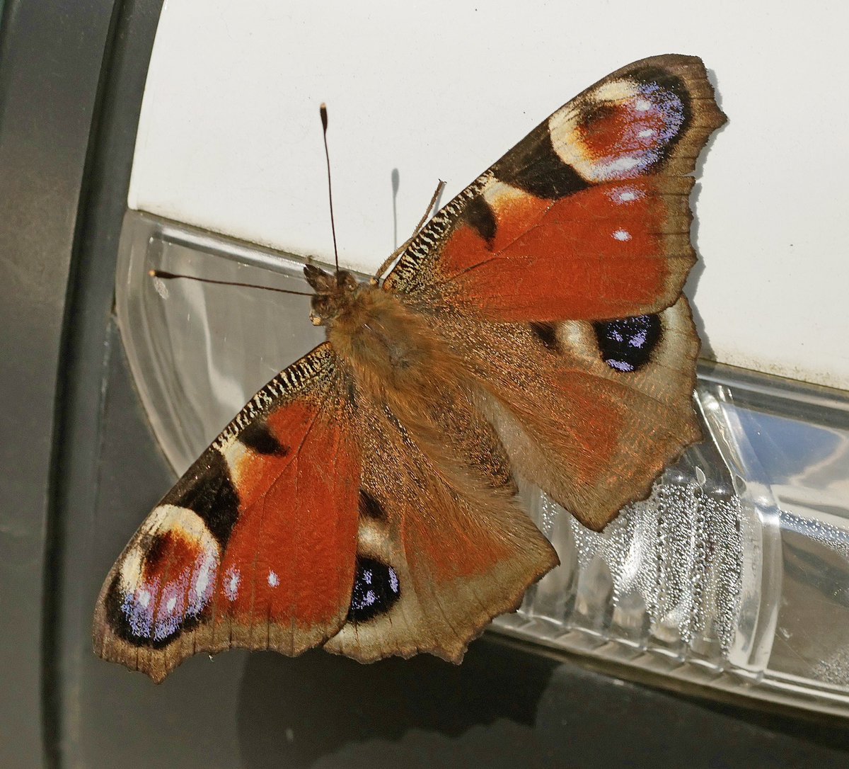 nikols_steve's tweet photo. Seen in good numbers over the past few days, this Peacock was sunning itself on our car’s door mirror. @BCWarwickshire @savebutterflies https://t.co/XOcDDa05JQ