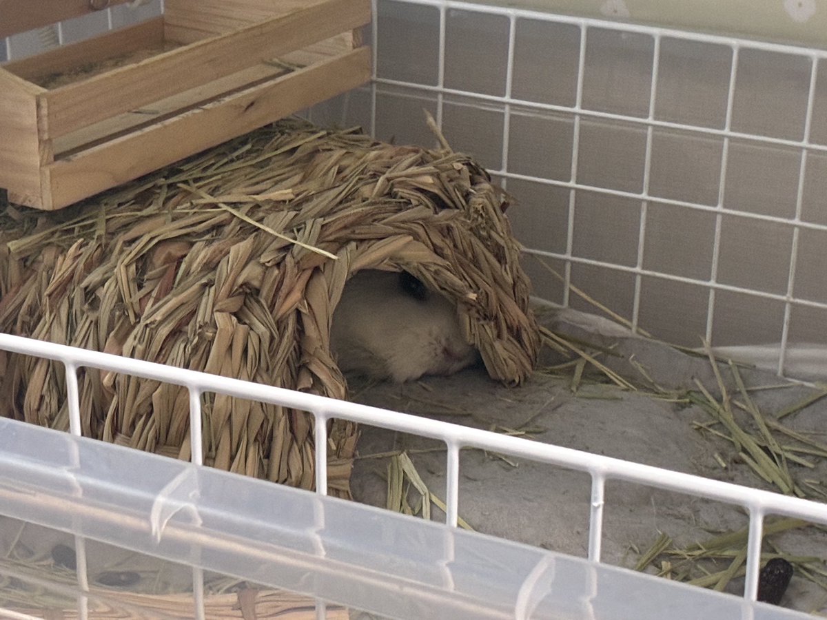 山盛りペレット tweet media