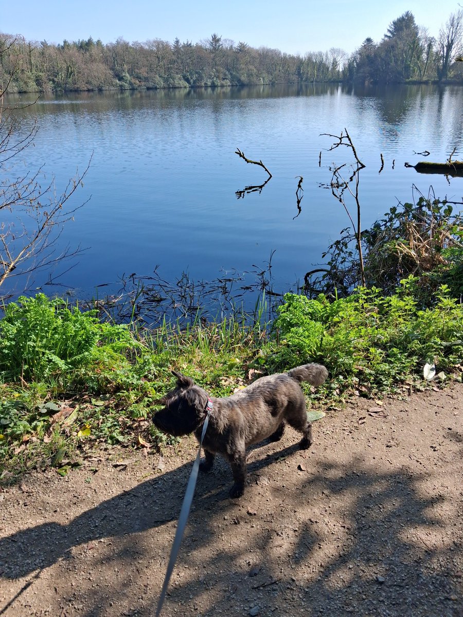 WalterDog ☘️ tweet media