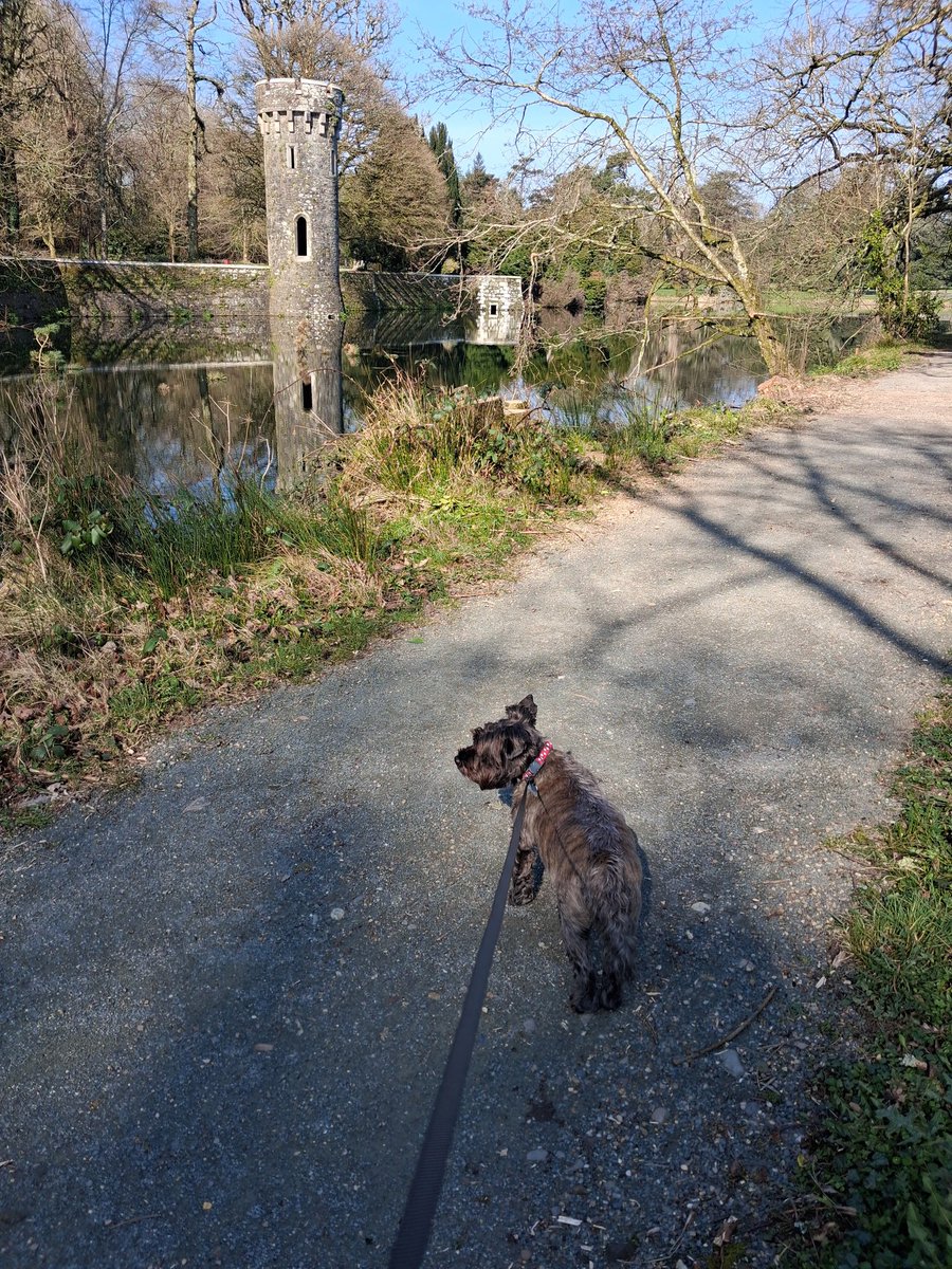 WalterDog ☘️ tweet media