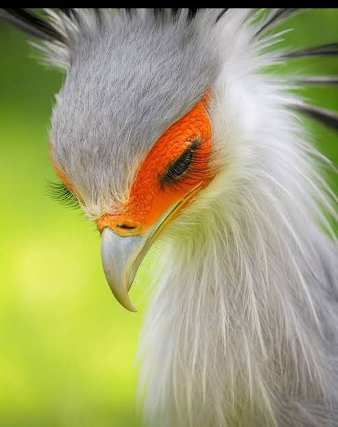 Ralph Justice 🐉🎱 tweet media