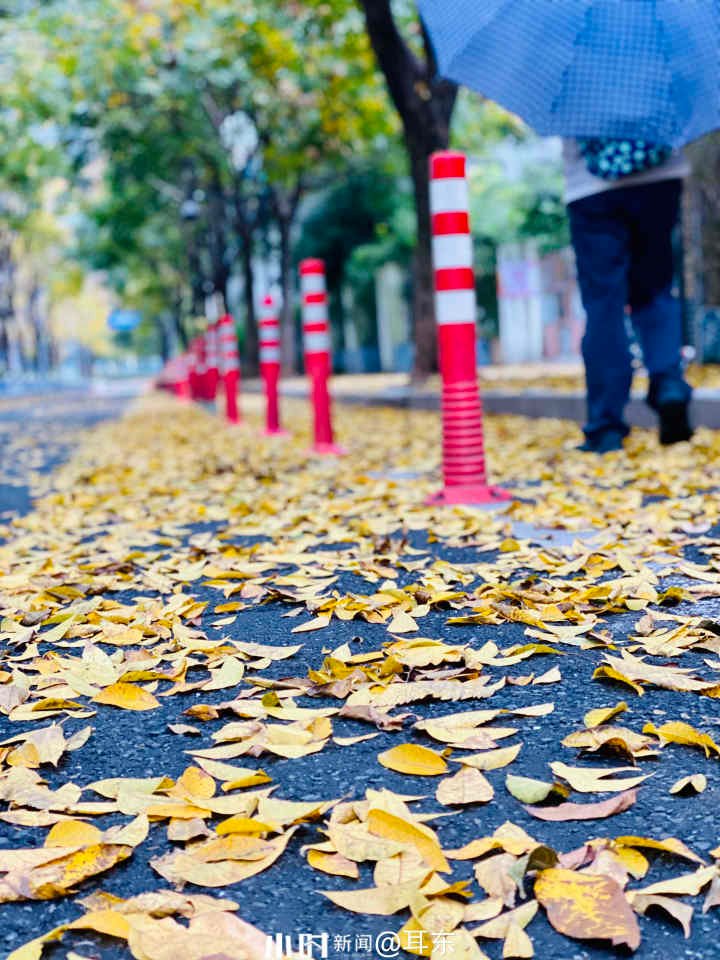 Willie Herman tweet media