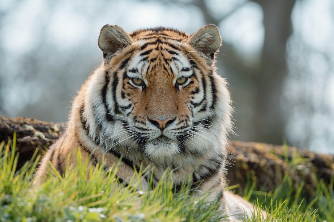 Longleat tweet media