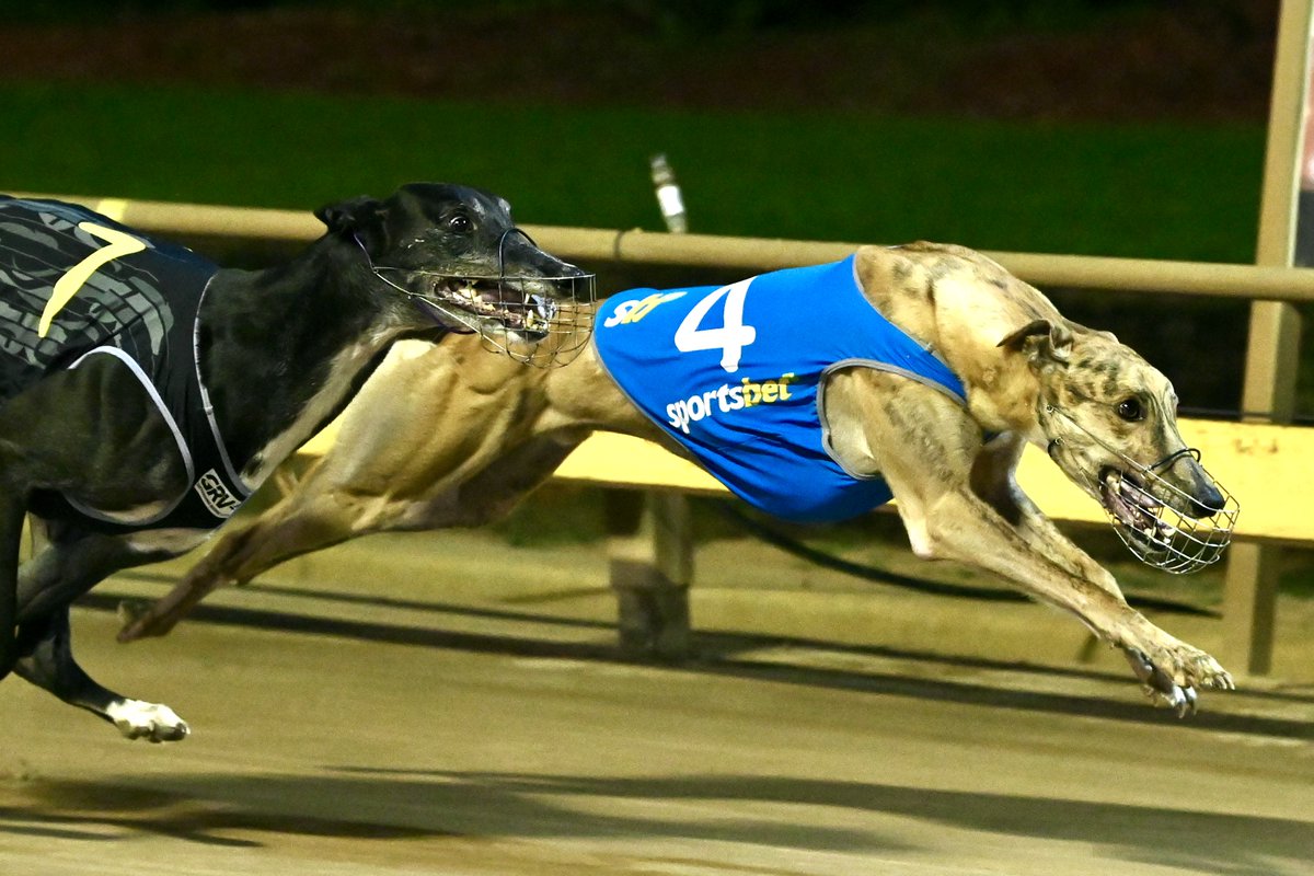 WatchDog Racing tweet media