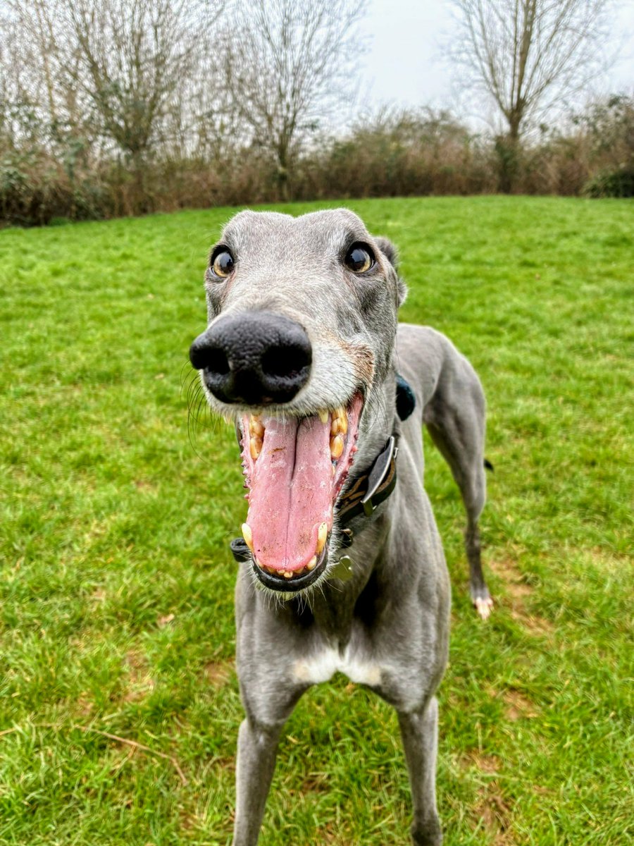 Dominic Burford tweet media