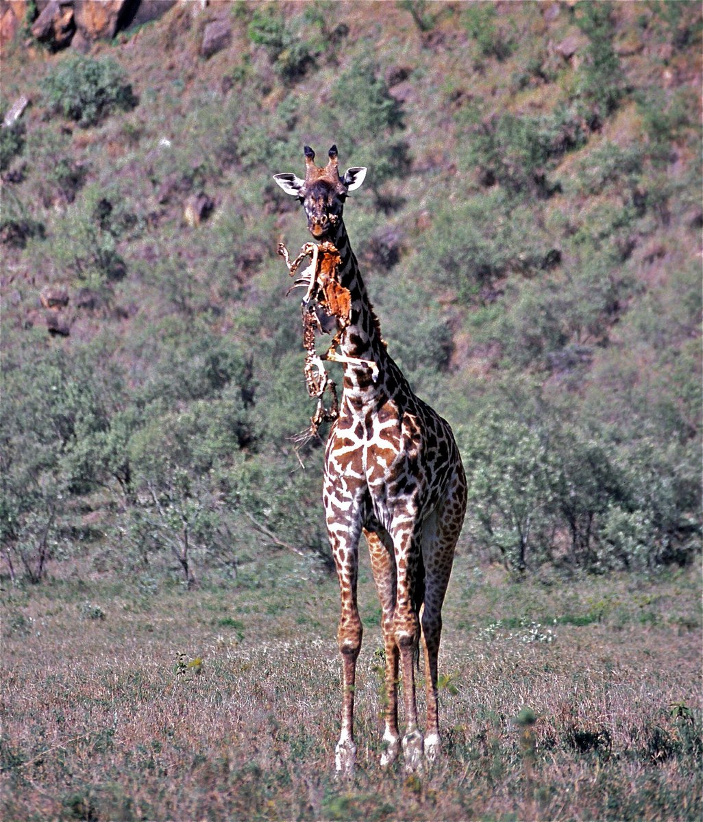 AK-Trike tweet media