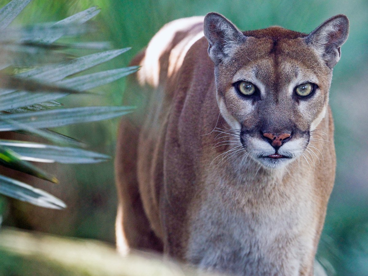 Zoo Miami tweet media