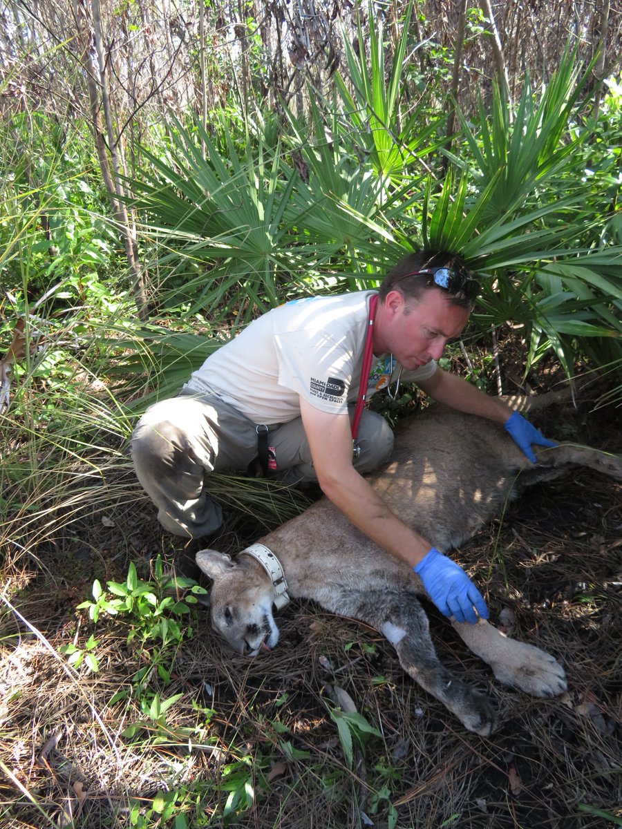 Zoo Miami tweet media