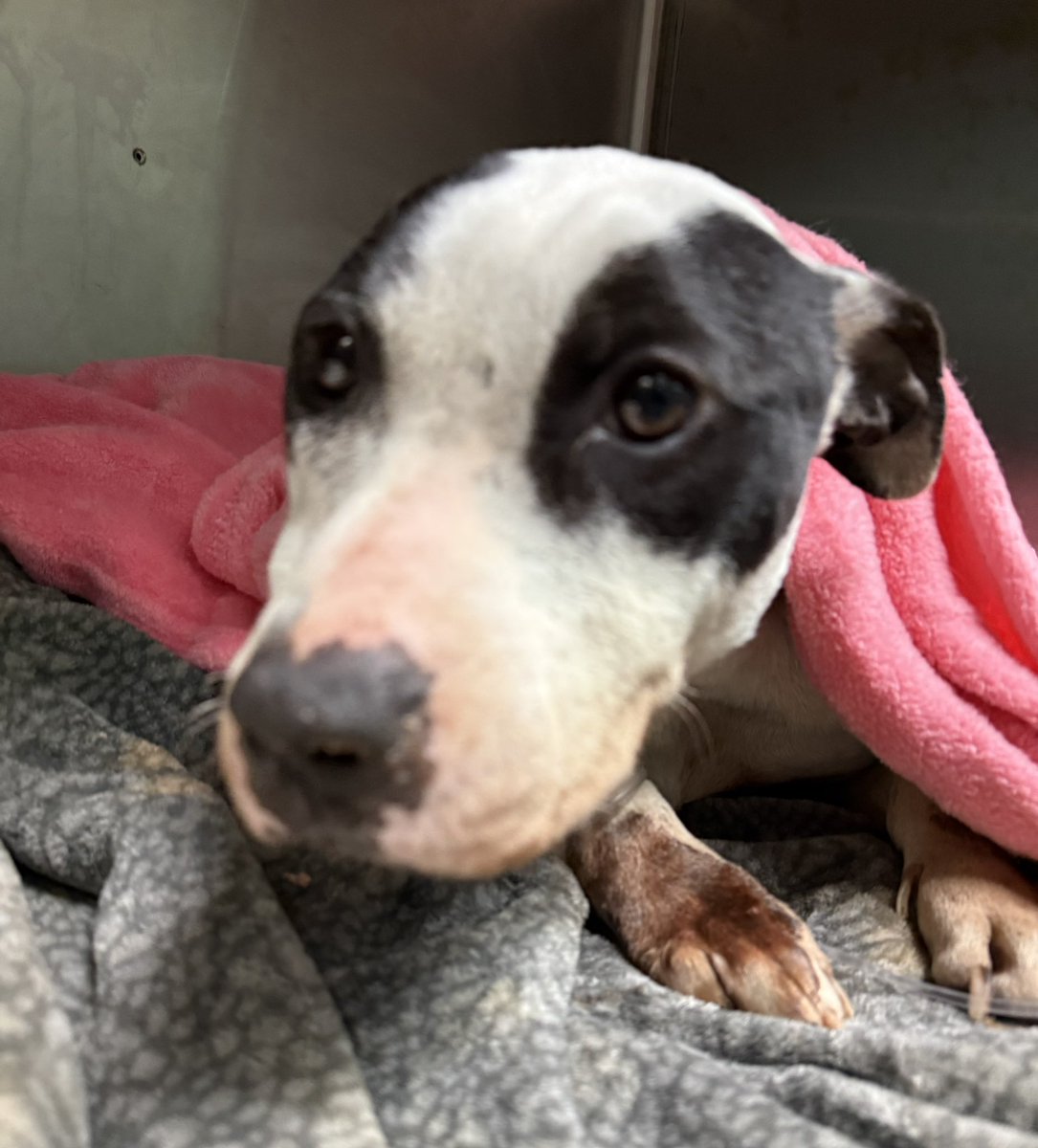 Lola Patolla tweet media