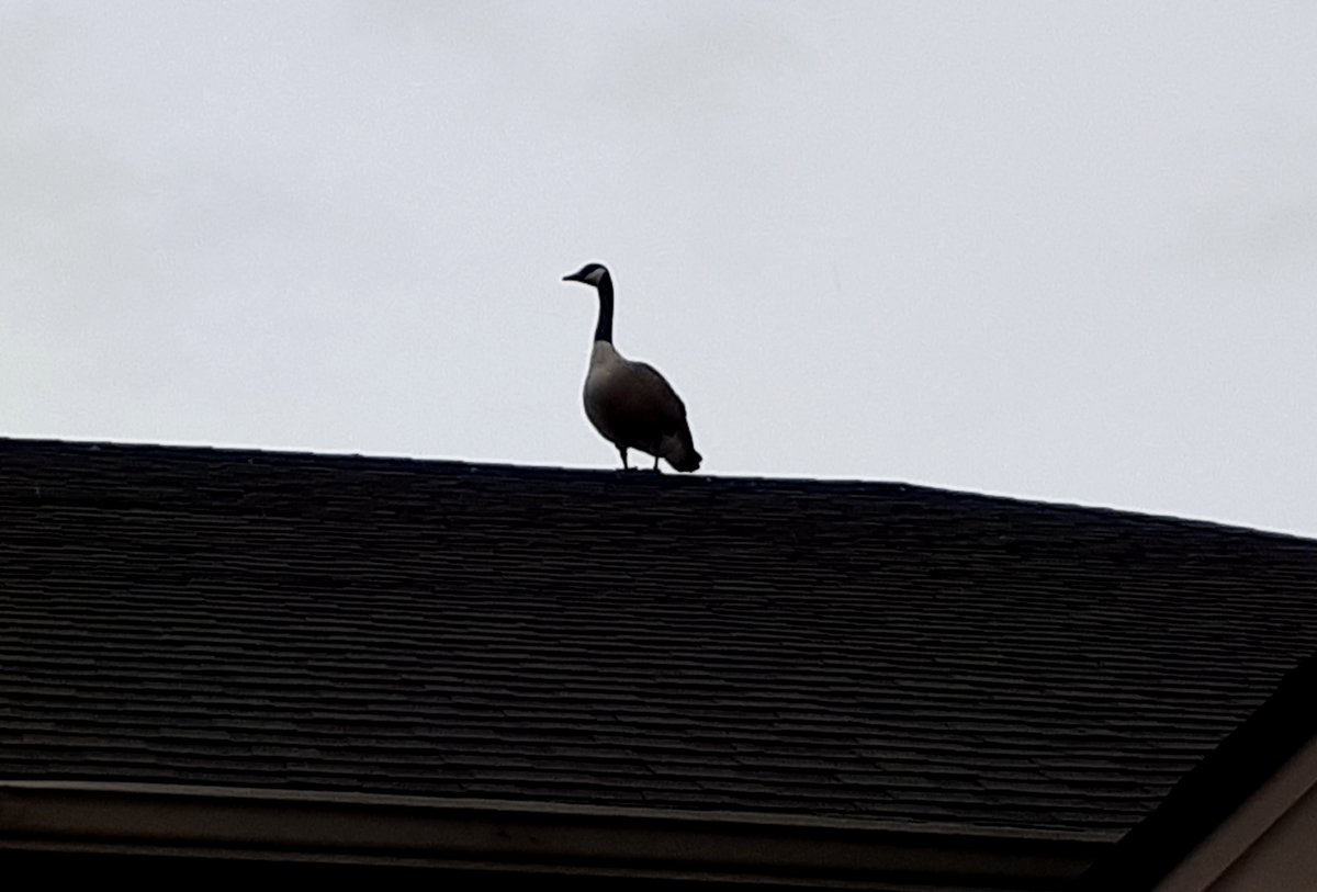 HarveyDog1962's tweet image. "King Goose atop of Barb's Castle". That #goose looks right at home...and in charge! Haha. 🪿
Have a great Saturday! 😀
#photography #photo #picture #nature