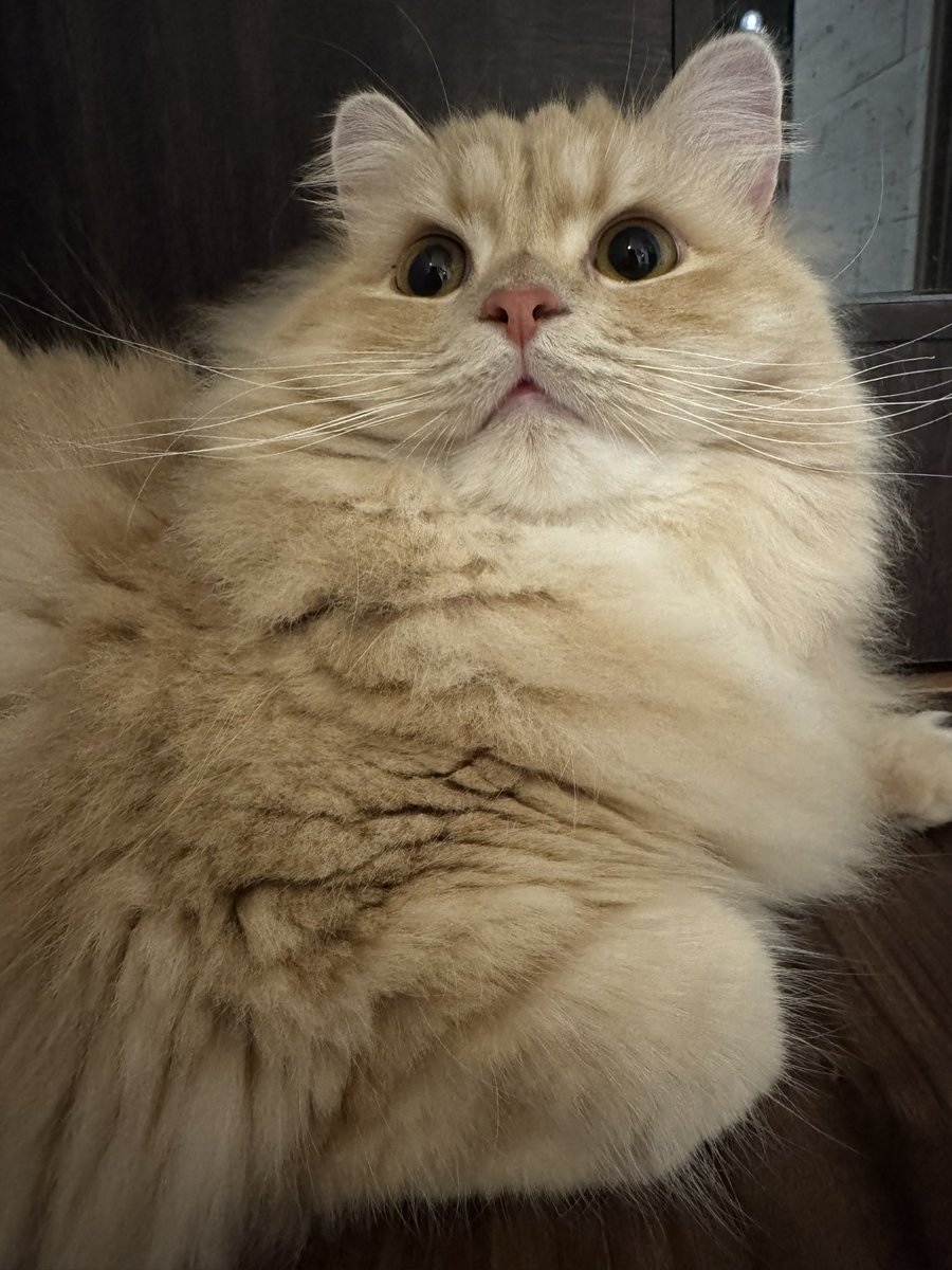 ラガマフィン🐈まろん&のわ tweet media