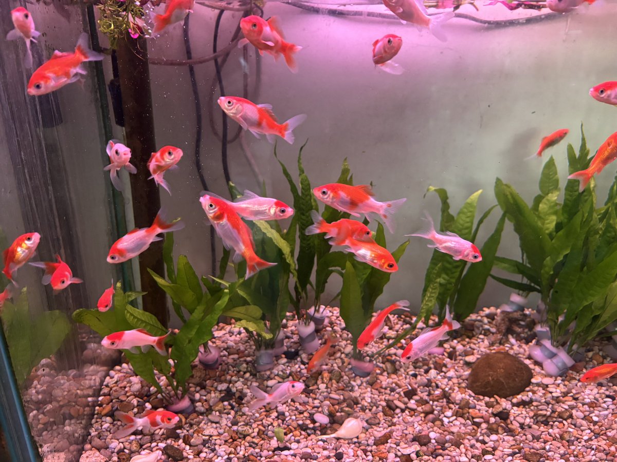 Black Country Rly Co #TMRGUK tweet media