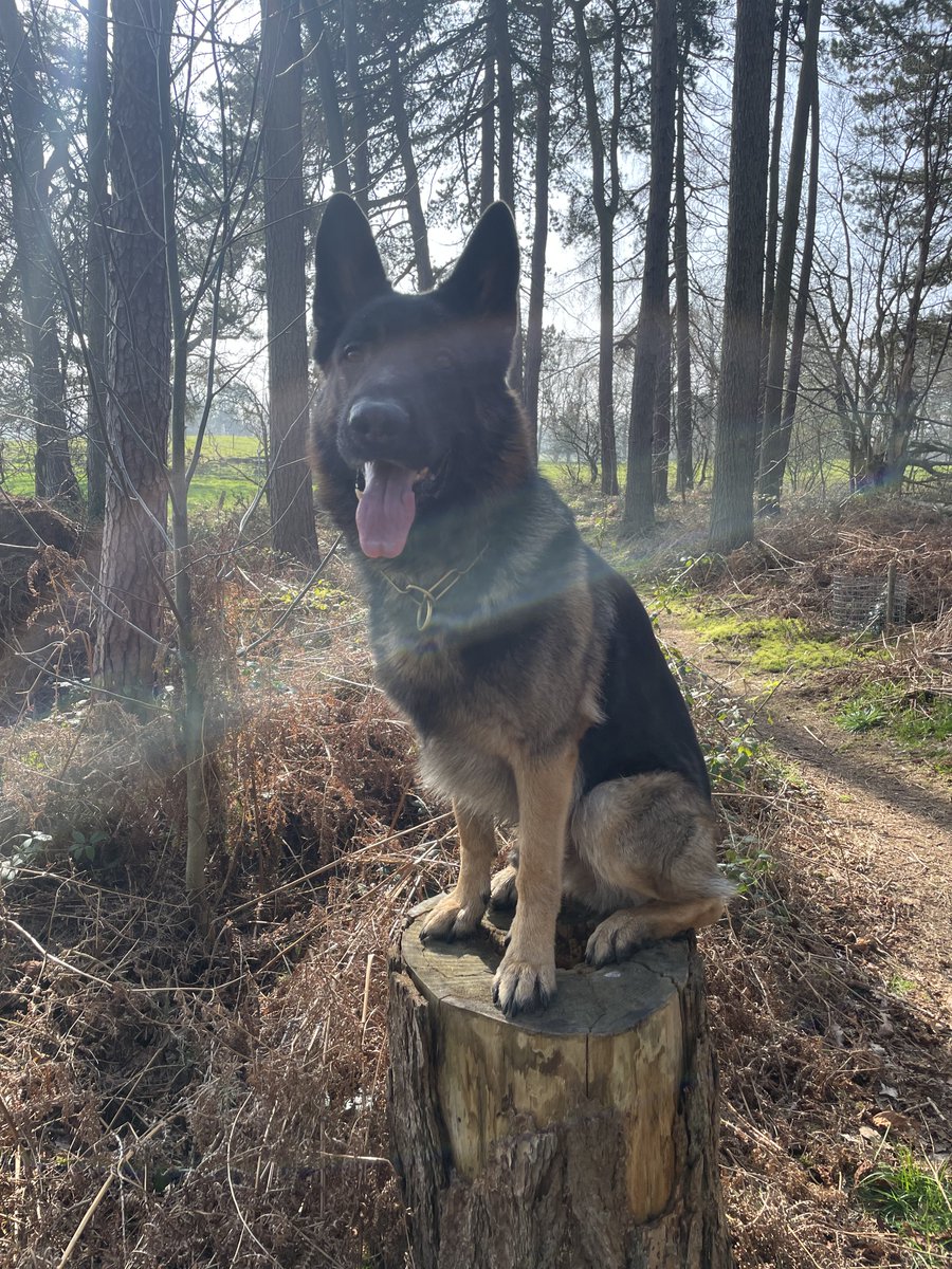 Charlie Lawson tweet media