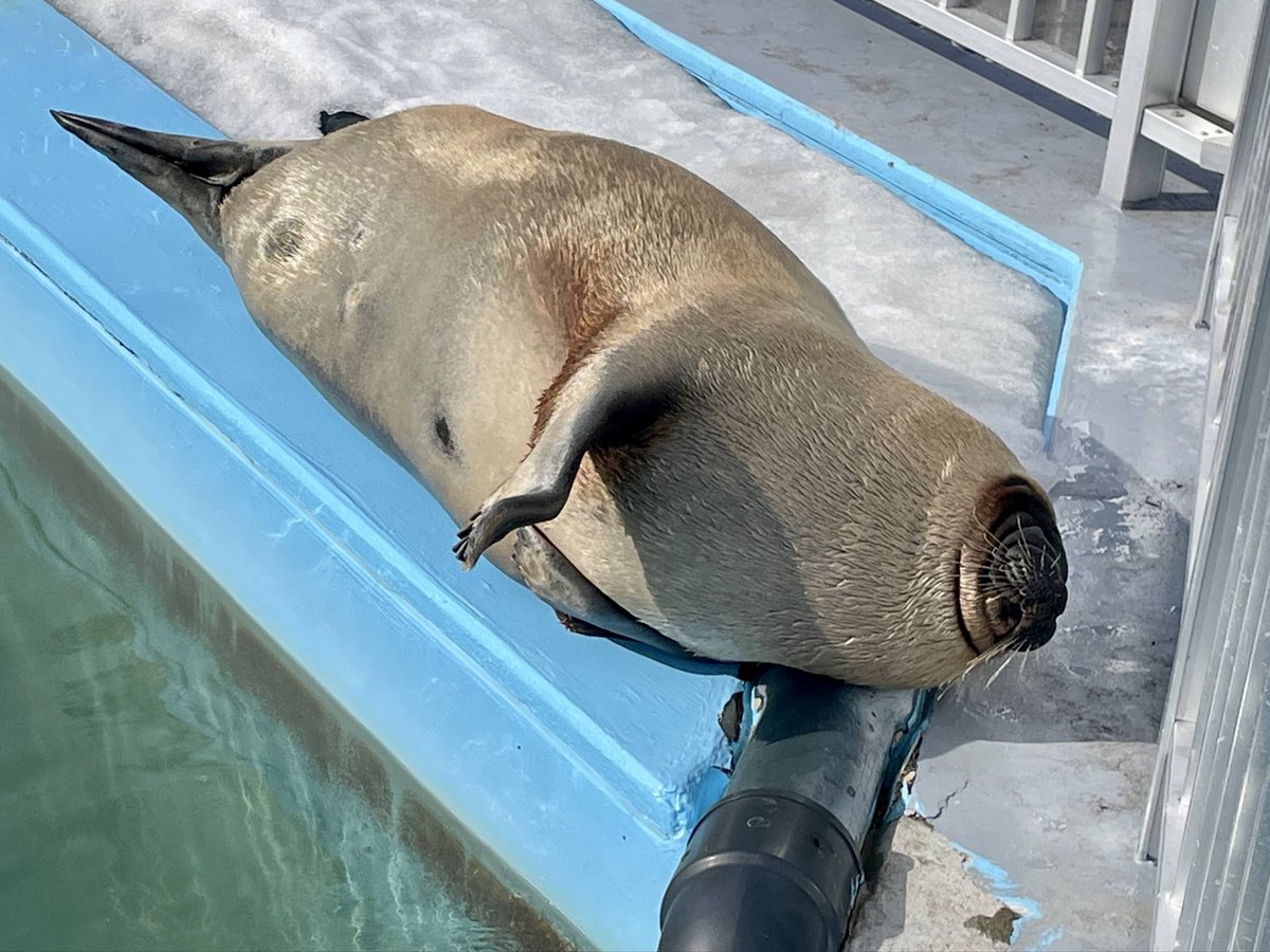 もふもふ tweet media