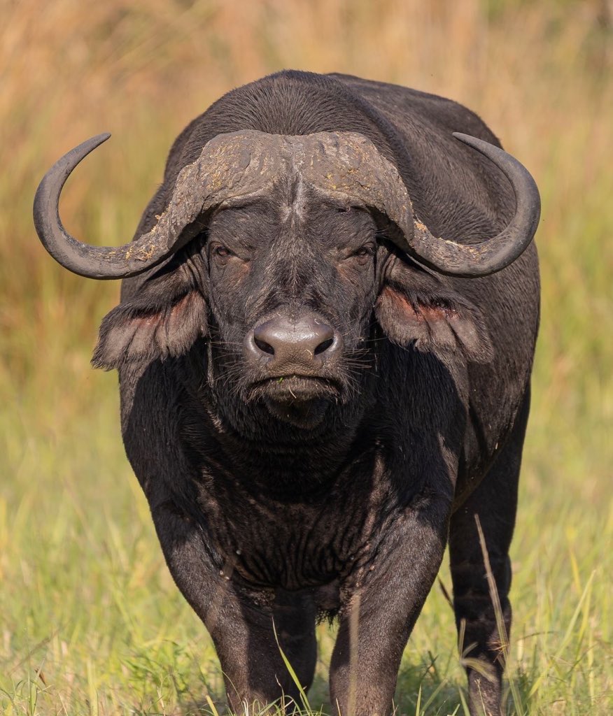 FRENCHRAPUS 🇺🇸 tweet media