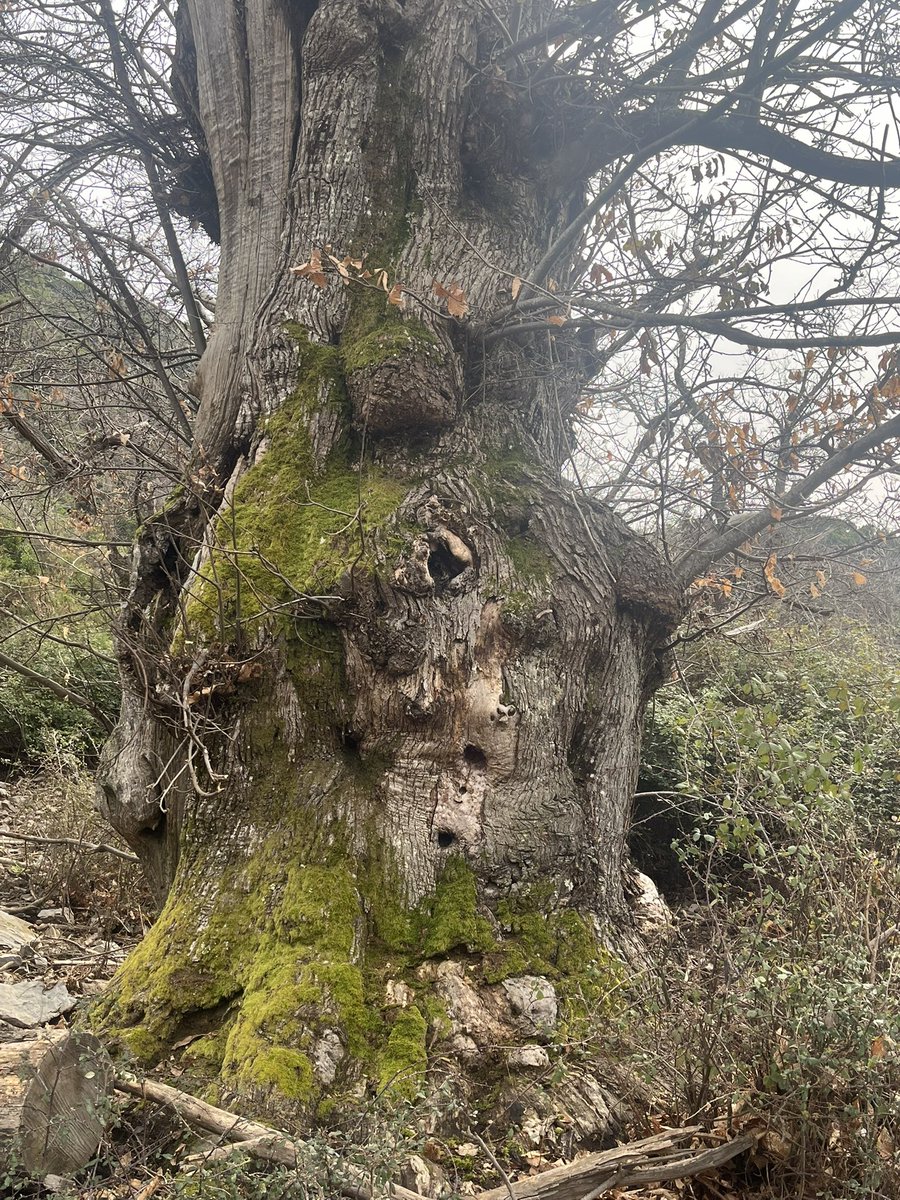 Vannina Castagnina tweet media