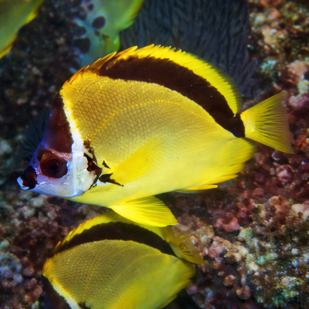 Saltwaterfish.com tweet media