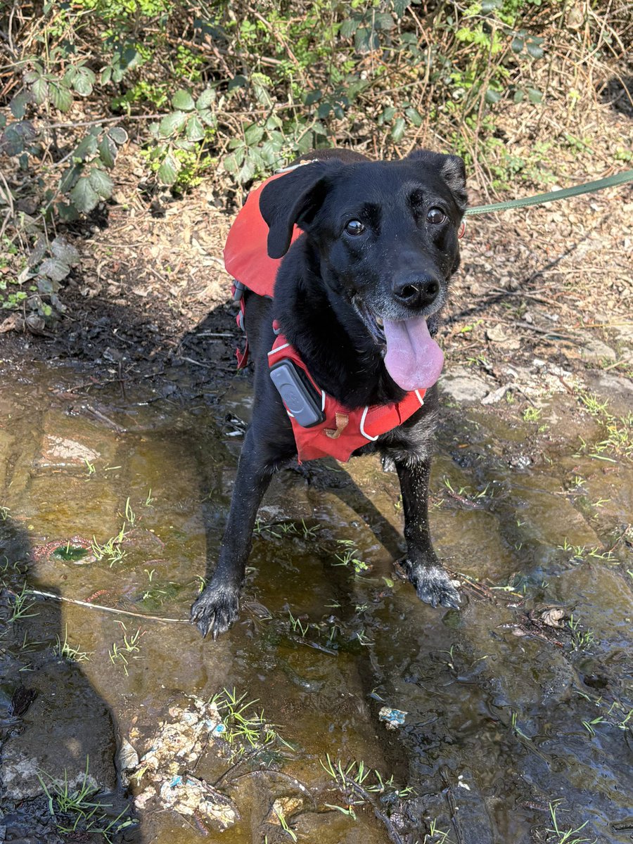 Rosander tweet media