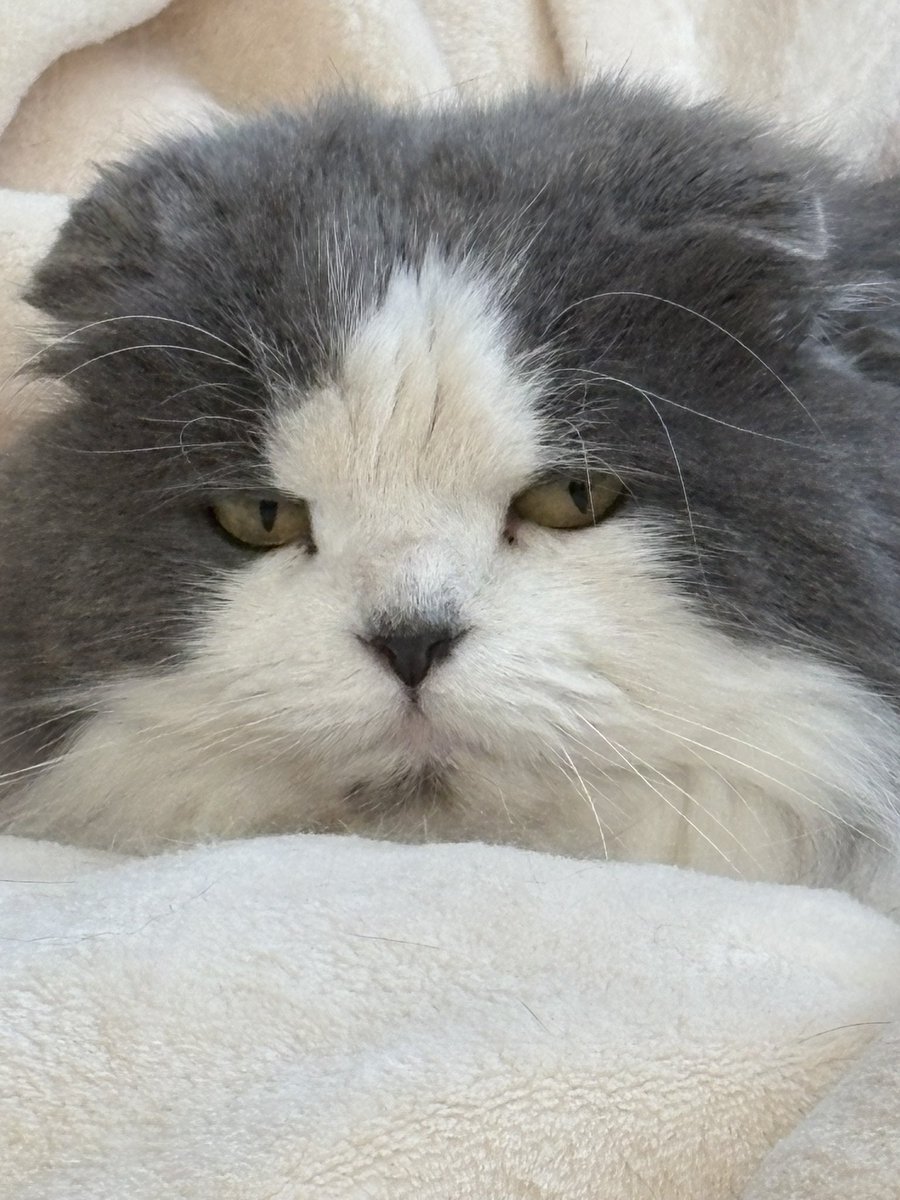 撮り方が悪いのかな❓同一人物(猫)なのにこの差は何故❓

#すず嬢