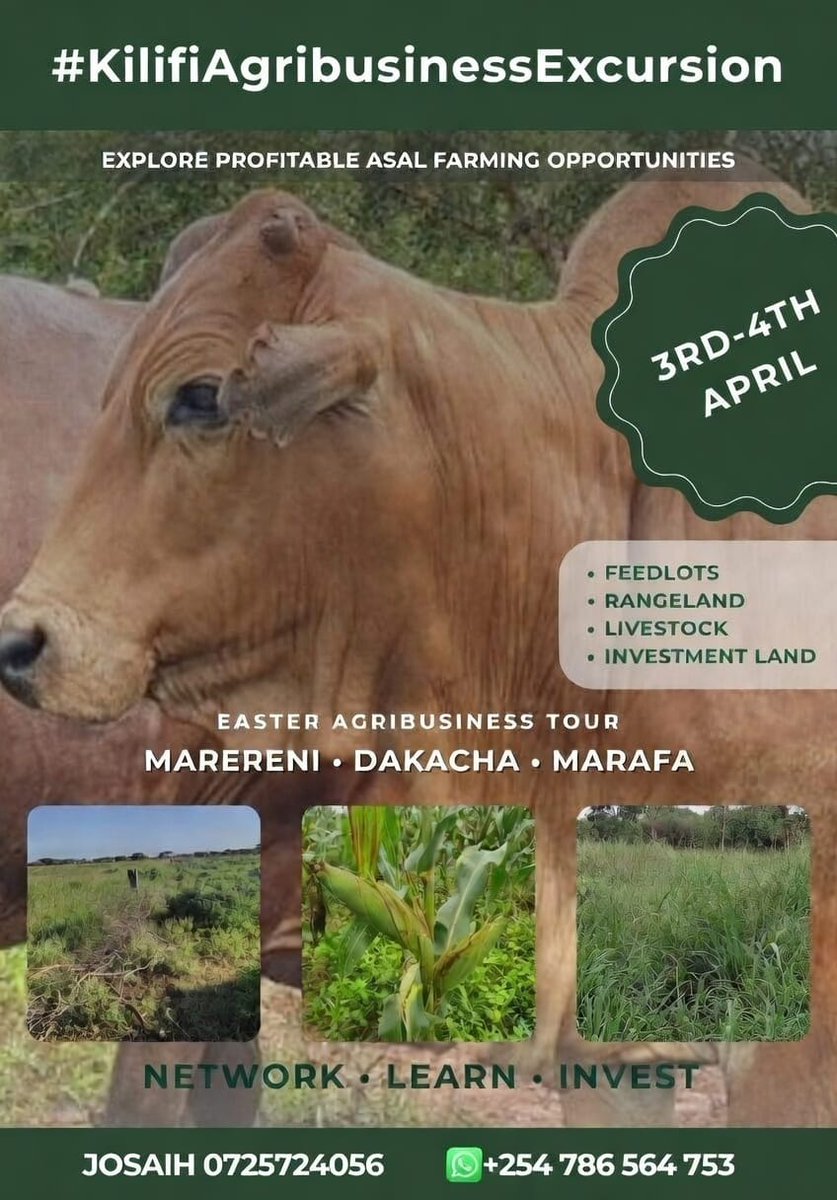 Kilifi holds vast productive rangelands.

But who is turning them into profitable livestock enterprises?

Over 10K+ acres mapped for feedlots &amp; dryland agribusiness.

Explore the opportunity on the ground.

Join the #KilifiAgribusinessExcursion2026 🐄🌾

Network. Learn. Invest.
