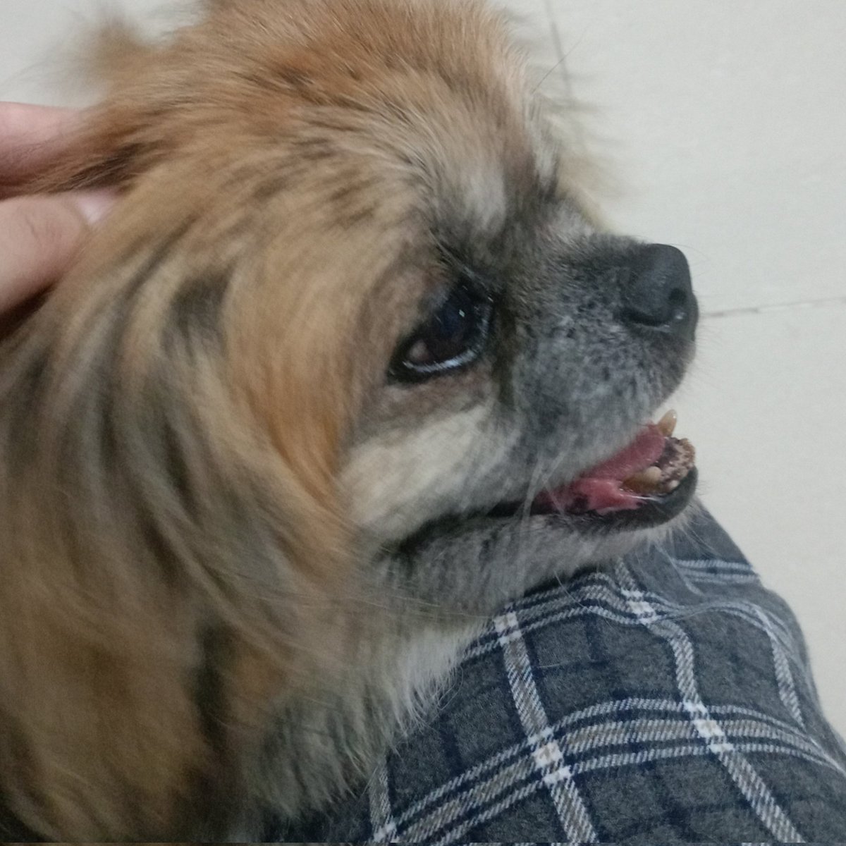 เจอตั้งแต่เป็นลูกหมา จนตอนนี้เป็นคุณตาพร้อมโรคไต ใจหายเนอะ แก่ขึ้นเยอะเลย