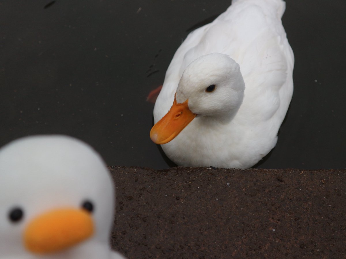 あひるくん。 tweet media