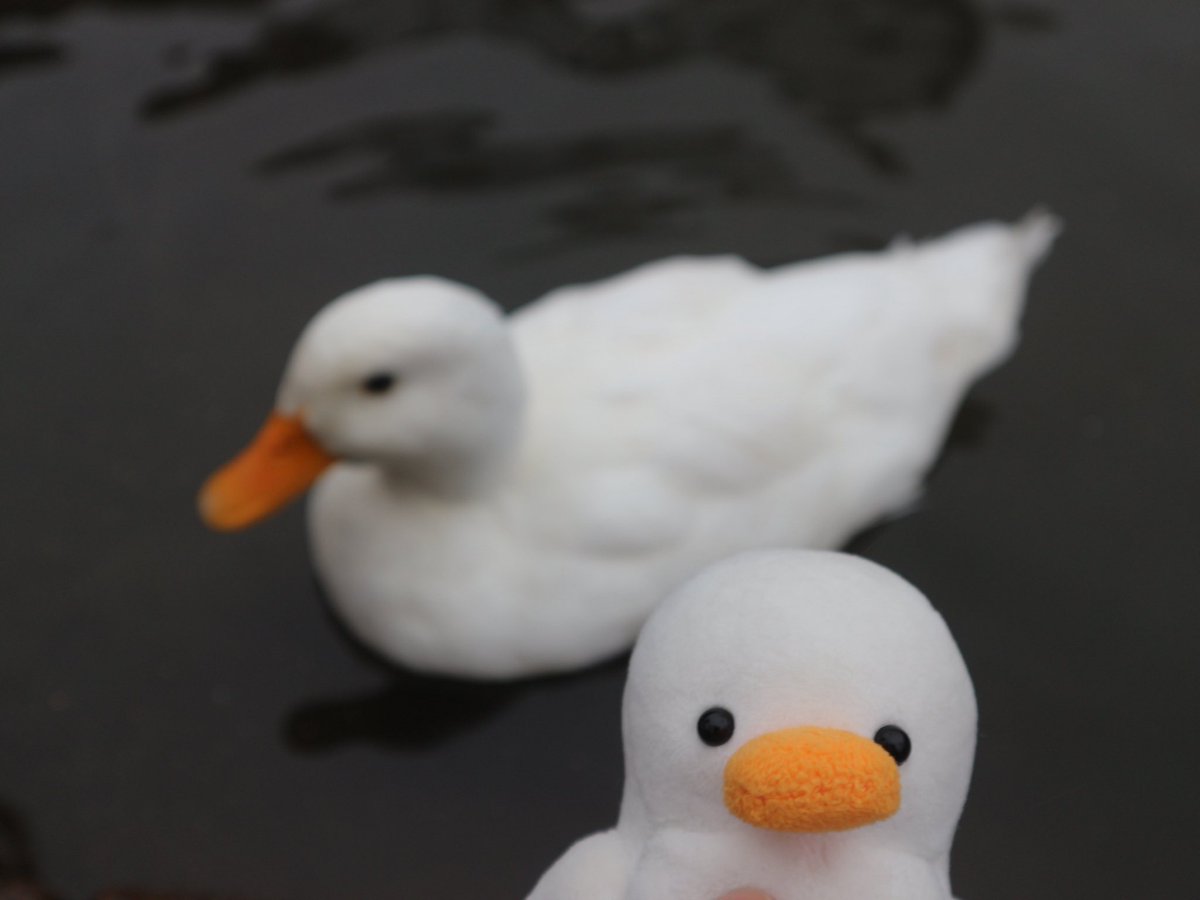 あひるくん。 tweet media