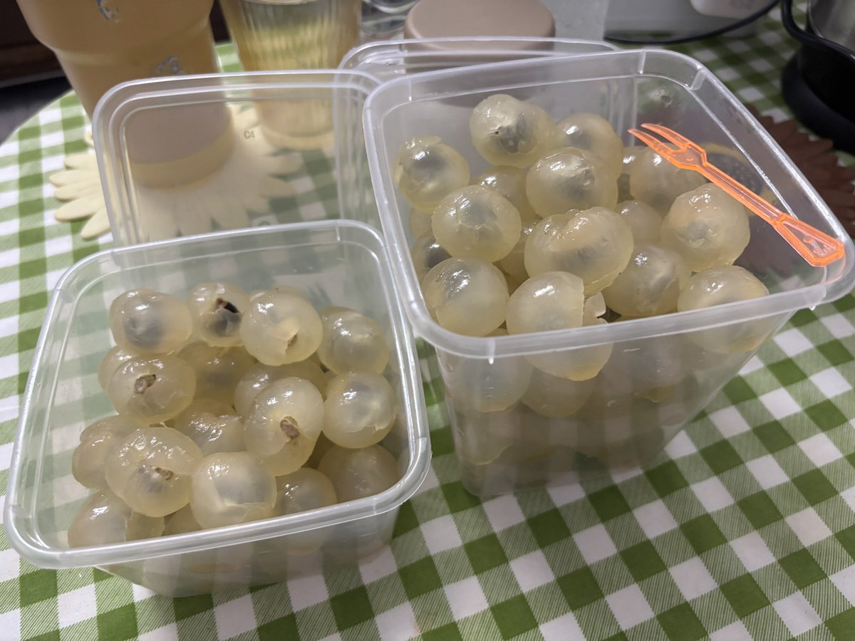 🌸Flower Over Run🌻🥇 tweet media