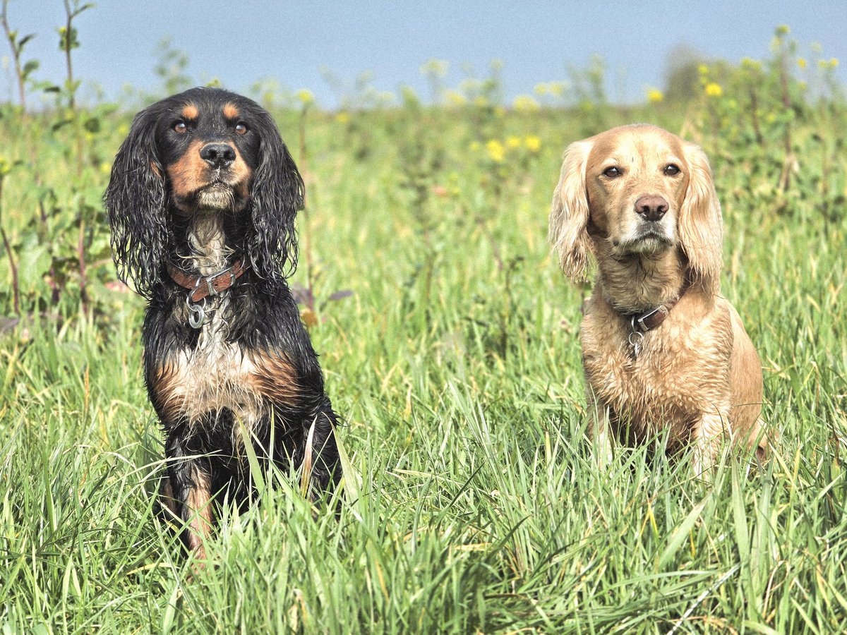 Olly and River the Working Cocker Spaniels tweet media