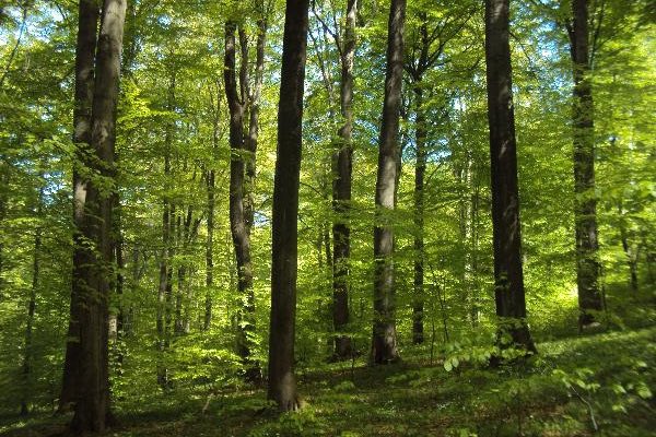 The Environment Shield tweet media