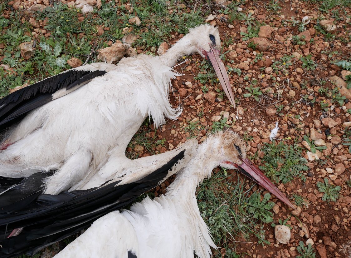 Committee Against Bird Slaughter (CABS) tweet media