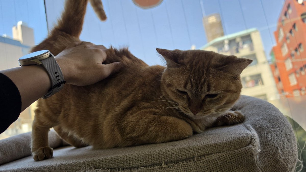 Coco@Omelas tweet media