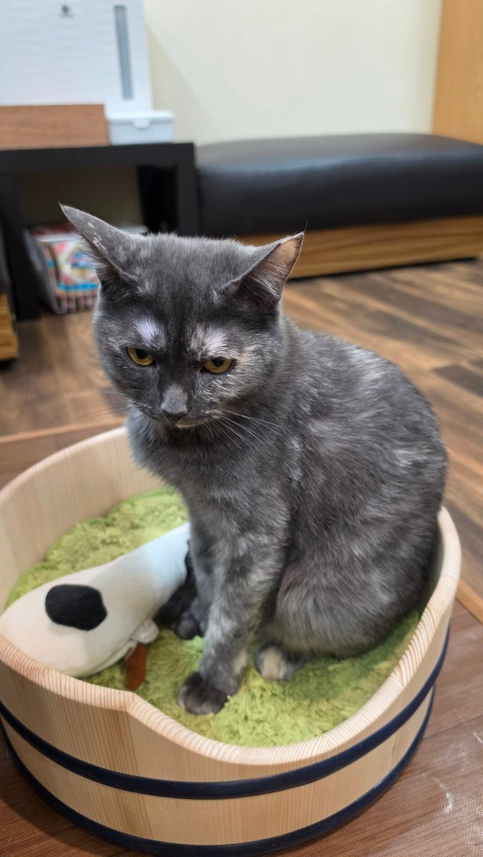 Coco@Omelas tweet media