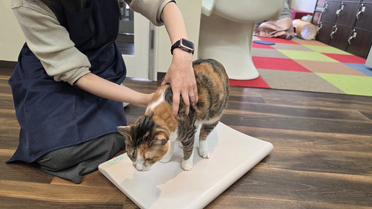 Coco@Omelas tweet media