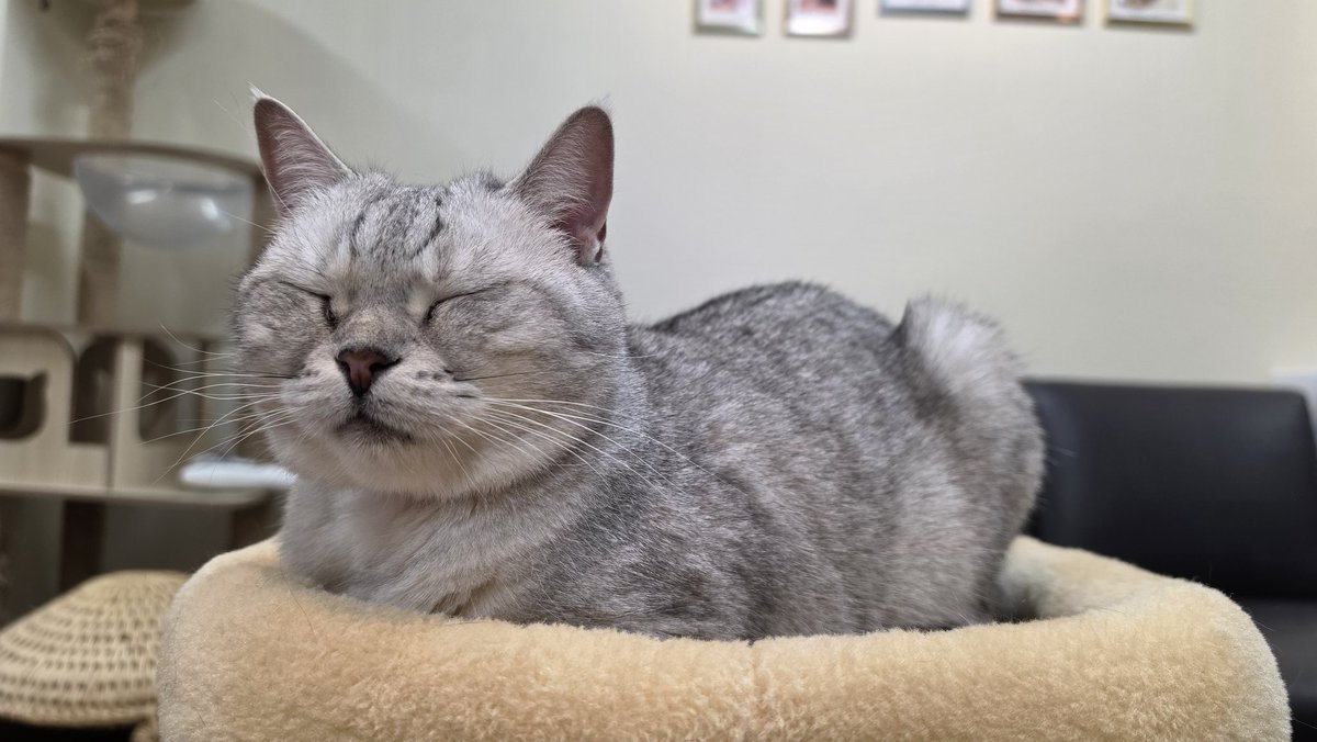 Coco@Omelas tweet media