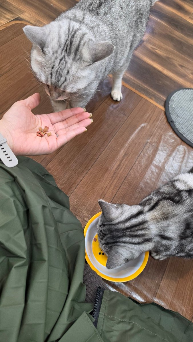 Coco@Omelas tweet media