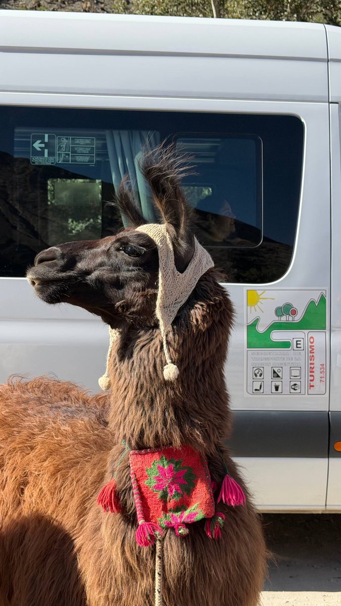 Феерическое тюленеводство tweet media