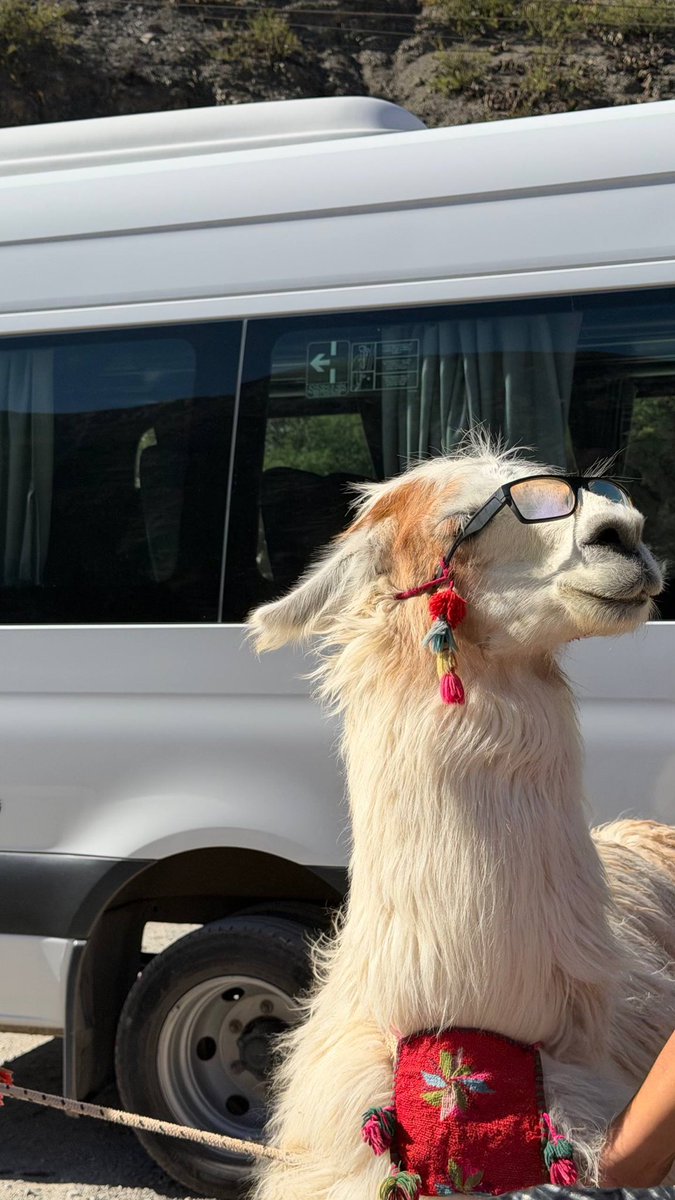 Феерическое тюленеводство tweet media