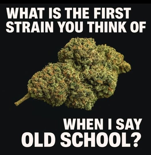 Tracy Goudreau tweet media