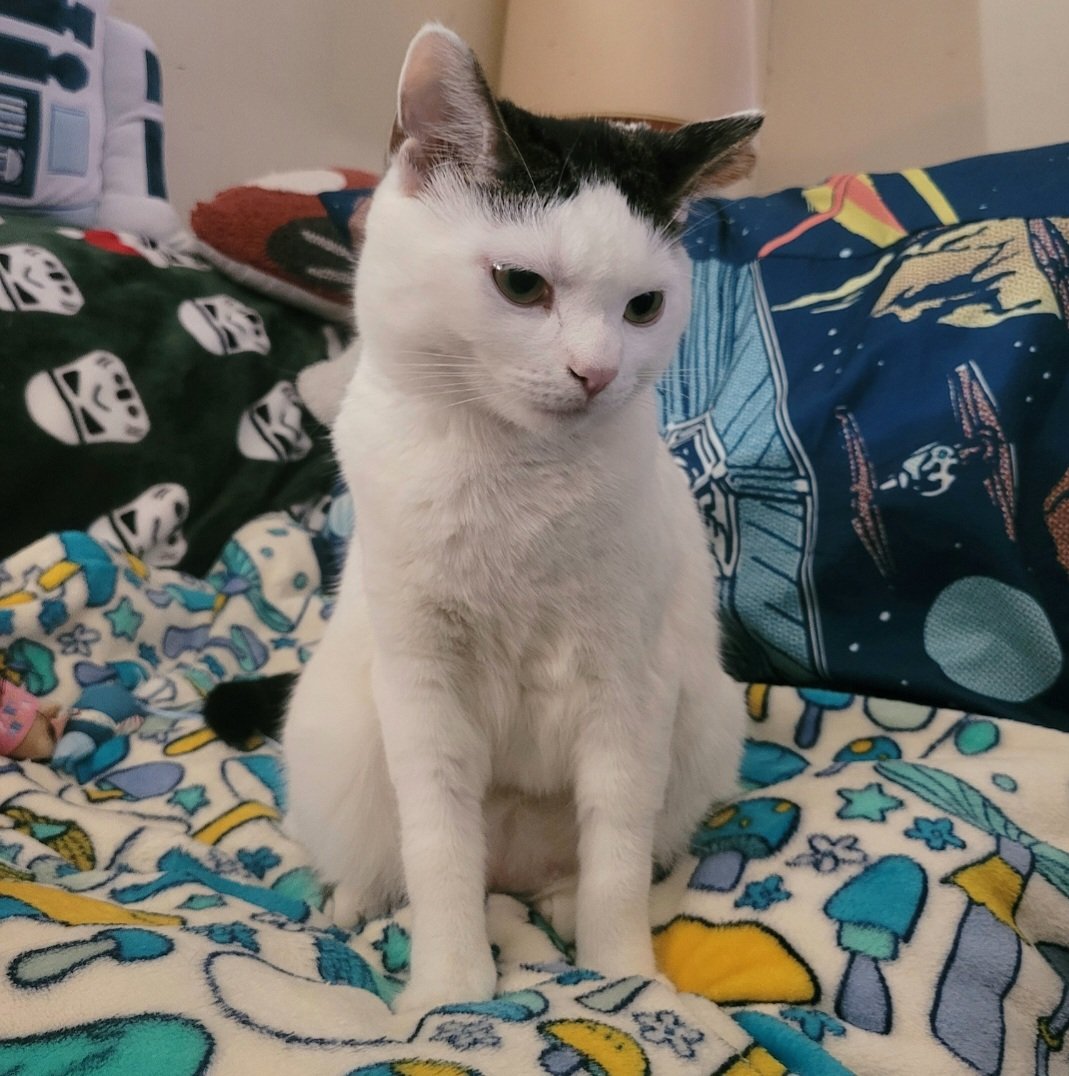 🌈Cheezeburger🌈Mr. Jingles🌈TonyCat🌈Cheeseburger tweet media