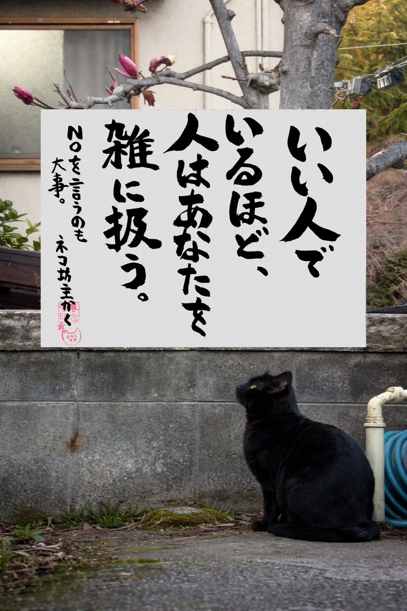 yabumoto610's tweet photo. ネコさんから人間さんへ今日の一言 https://t.co/hvJ77NgzQA