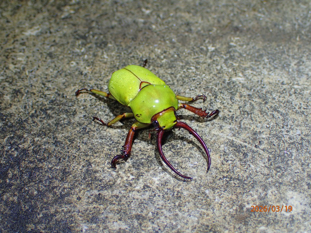 らこめむ tweet media