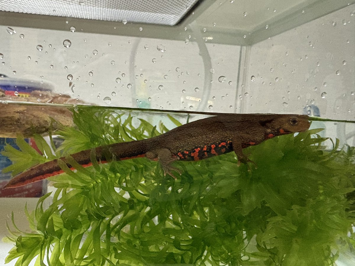 森の賢者 サーペントコング tweet media